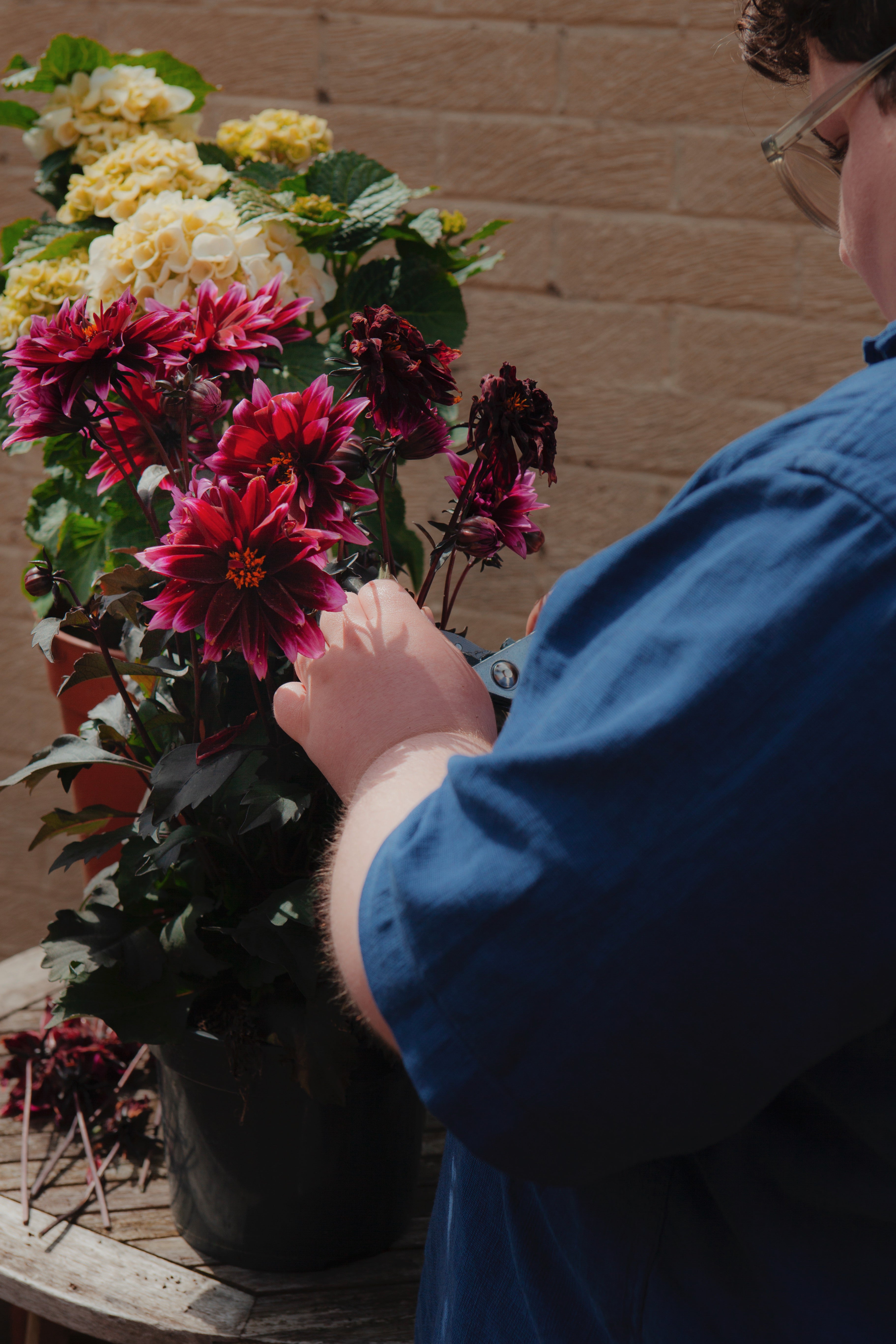 Person wearing glasses interacting with a potted plant with red and yellow flowers on a stone surface.